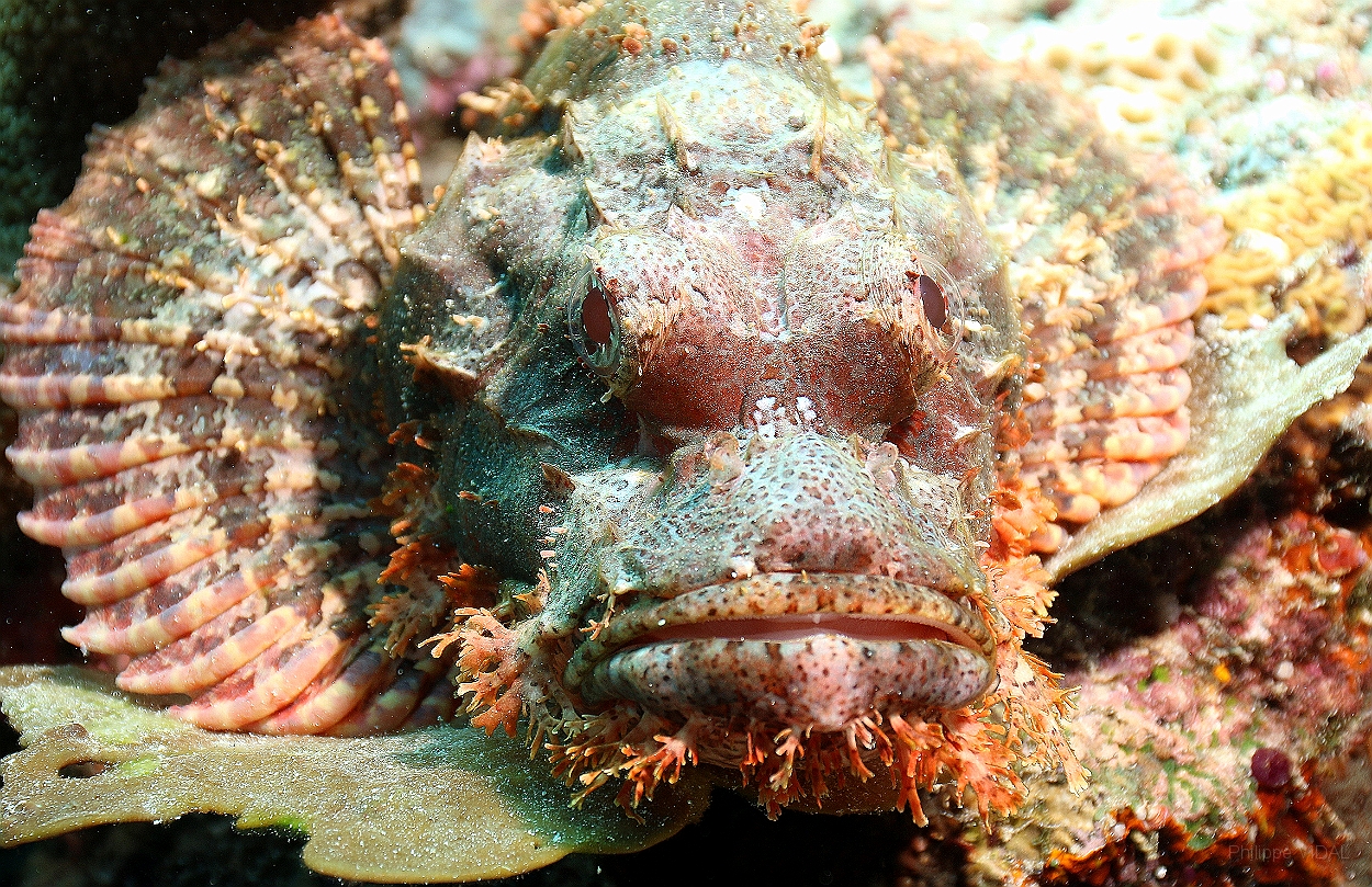 Sipadan_2015_Poisson scorpion a guenilles_Scorpaenopsis venosa_IMG_2980_rc.jpg